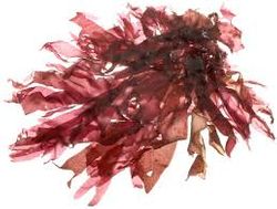 Dulse (tørket rødalge) ØKO