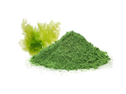 Chlorella (pulver) ØKO