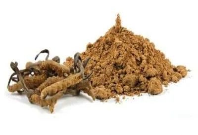 Cordyceps (pulver) ØKO